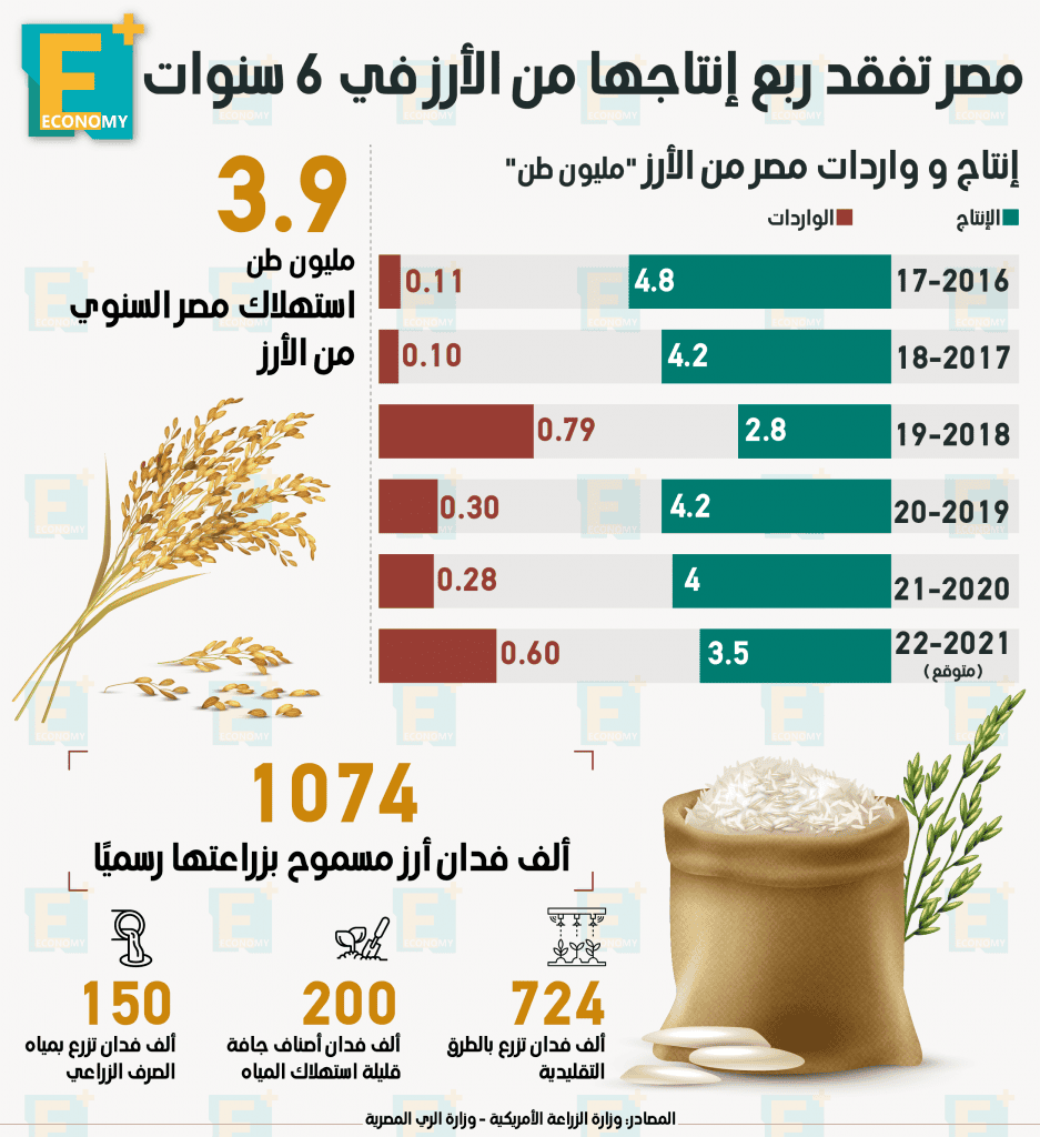 الأرز المصري