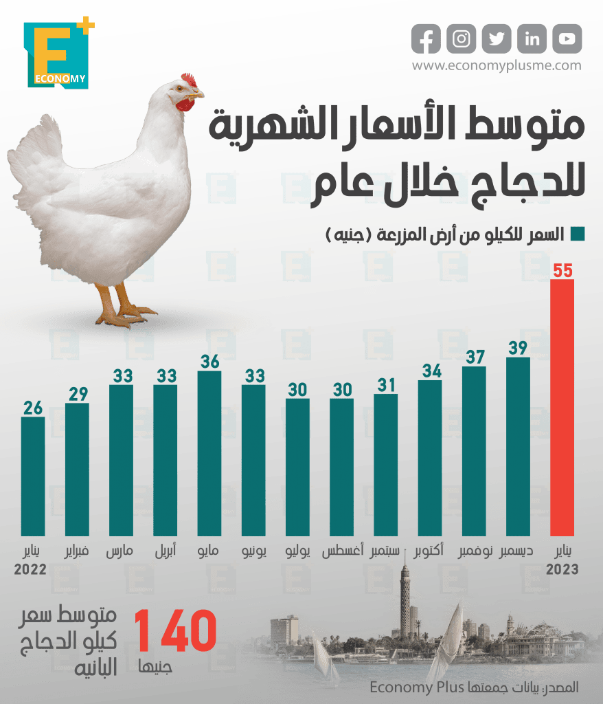 الدجاج‎‎