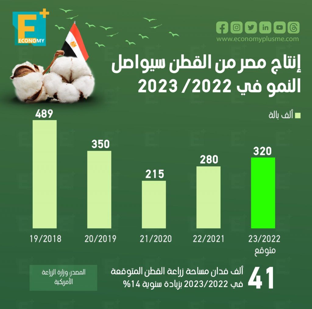 القطن